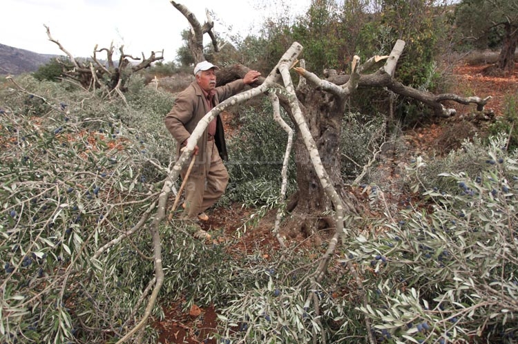 Photo of مستوطنون يقطعون 200 شجرة زيتون جنوب نابلس