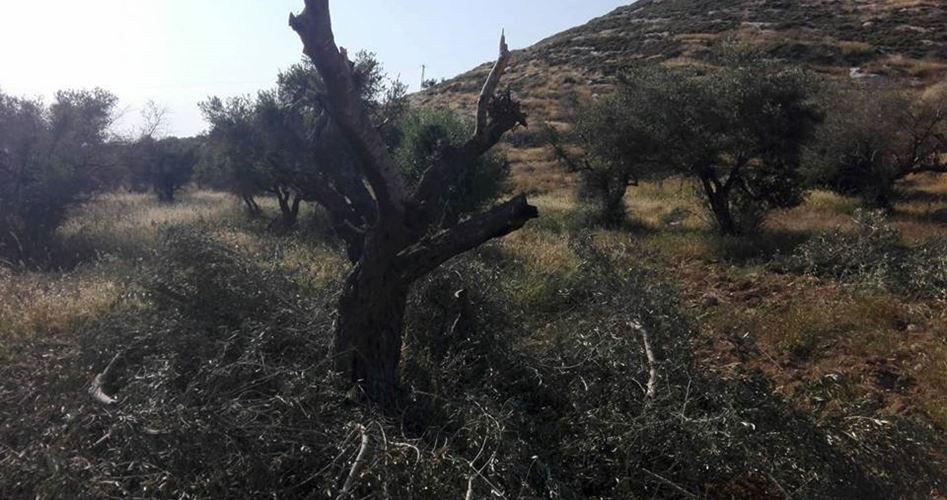 Photo of مستوطنون يقطعون أشجار زيتون مثمرة جنوب الخليل