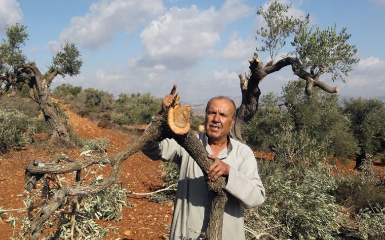 Photo of الاحتلال يخطر باقتلاع 70 شجرة زيتون في الأغوار الشمالية