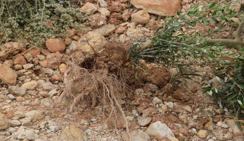 Photo of مستوطنون يقتلعون 400 شجرة مثمرة جنوب بيت لحم