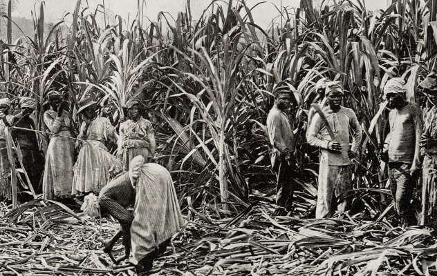 Photo of كانت الآلات تقطع أيديهم وتسحبهم داخلها.. قصة مزارع قصب السكر الأميركية التي كانت تذبح عُمالها