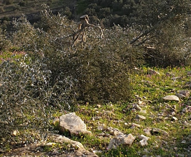 Photo of بزعم ملكيتها للأرض: السلطات الإسرائيلية تقطع مئات أشجار الزيتون في الروحة