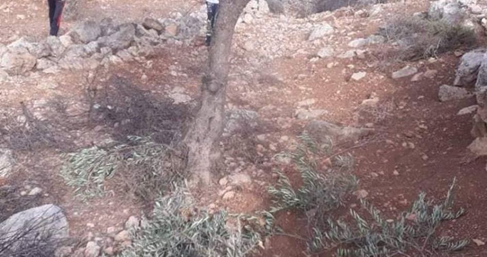 Photo of مستوطنون يقطعون 150 شجرة زيتون شرق رام الله