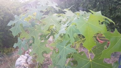 Photo of حالة الطقس: غائم جزئيا