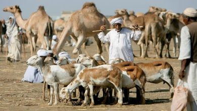 Photo of الثروة الحيوانية بالسودان… ذهب مهدور بين المراعي والحكومات