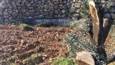 Photo of الاحتلال يقطع عشرات أشجار الزيتون في سلفيت
