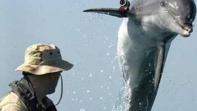 Photo of ليست الكلاب وحدها.. حيوانات أخرى تخدم في الجيوش