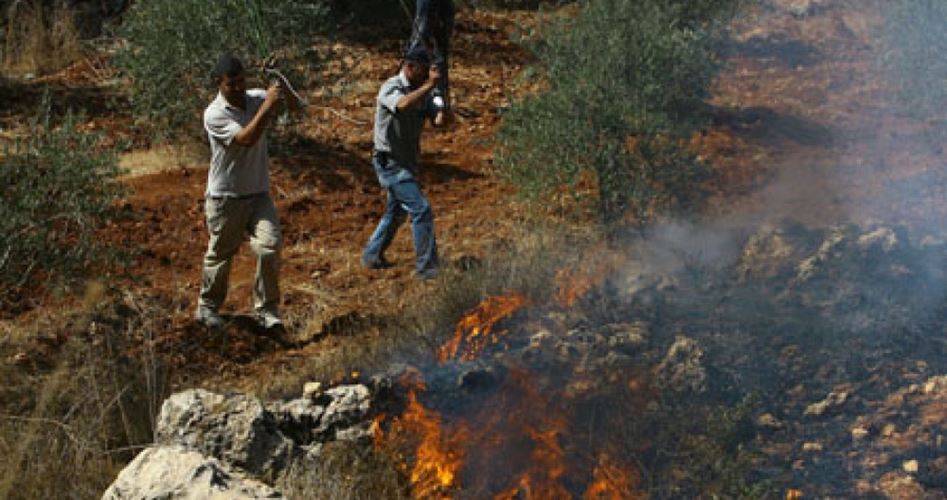 Photo of مستوطنون يحرقون 450 شجرة زيتون جنوب نابلس