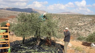 Photo of الاحتلال يستغل موسم الزيتون لتصعيد اعتداءاته على المزارعين