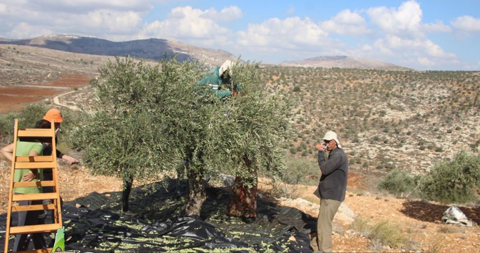 Photo of الاحتلال يستغل موسم الزيتون لتصعيد اعتداءاته على المزارعين