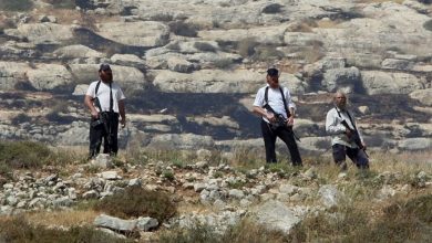 Photo of مستوطنون يسرقون ثمار الزيتون من أراضي دير شرف