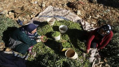 Photo of أهالي ريف إدلب الجنوبي يجنون محصول الزيتون رغم القصف والغارات الجوية