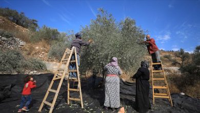 Photo of بـ “دير عمار” الفلسطينية… قطف الزيتون على وقع هجمات المستوطنين
