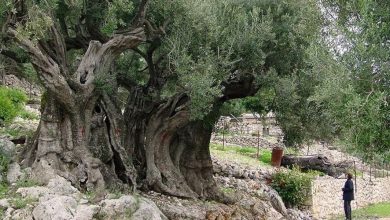 Photo of مستوطنون يسرقون ثمار الزيتون شرق نابلس