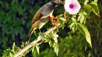 Photo of الطقس: انخفاض طفيف آخر على درجات الحرارة