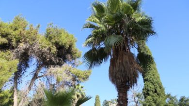 Photo of حالة الطقس: أجواء حارة نسبيا