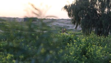 Photo of حالة الطقس: أجواء غائمة إلى صافية