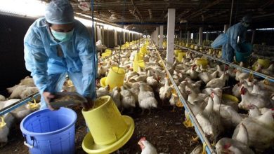Photo of إنفلونزا الطيور تعود للظهور في الصين تزامنا مع كورونا