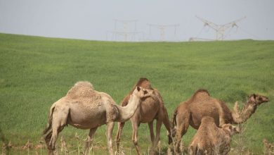 Photo of الاحتلال يصادر قطيعًا من الإبل في بيت لحم
