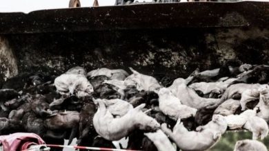 Photo of قد تتنقل بين البشر والحيوان… خبراء يحذرون من سلالة متحورة من فيروس كورونا قد تعيق العلاج