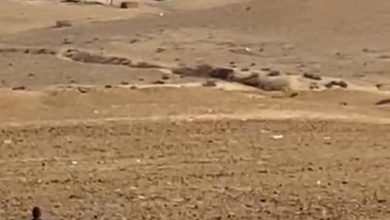 Photo of دوريات وزارة الزراعة تصدر المخالفات بحق مربي المواشي في النقب