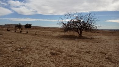 Photo of المتابعة تدعو للمشاركة في المعركة الشعبية حماية لأراضي النقب