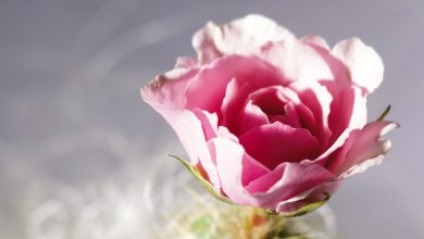 Photo of السعادة الزوجية فن