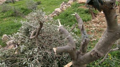 Photo of مستوطنون يقطعون أشجار زيتون غرب سلفيت