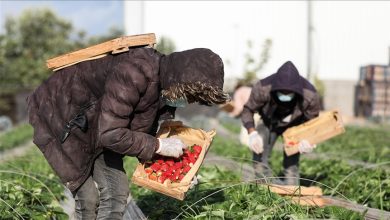 Photo of مزارعو غزة يفتتحون موسم “الفراولة”