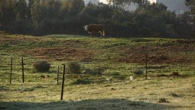 Photo of حالة الطقس: أجواء صافية وارتفاع آخر على درجات الحرارة