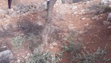 Photo of مستوطنون يقتلعون 30 شتلة زيتون غرب سلفيت
