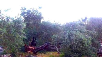 Photo of اقتلاع أشجار حرجية في منطقة “عينون” شرق طوباس