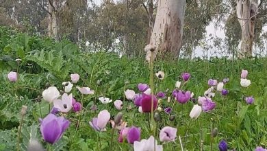 Photo of حالة الطقس: أجواء باردة