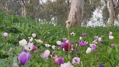 Photo of حالة الطقس: حار أعلى من المعدل