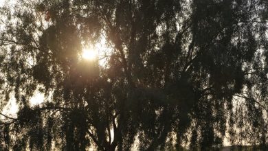 Photo of حالة الطقس: ارتفاع على درجات الحرارة