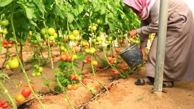 Photo of 16 مليون دولار خسائر منع الاحتلال التصدير الزراعي بغزة