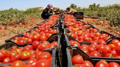 Photo of إزالة “عنق الطماطم”..شرط إسرائيلي “تعجيزي” يعيق تصديرها من غزة للضفة