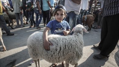 Photo of أضاحي غزة.. “إقبال” على الشراء رغم تردي الأوضاع الاقتصادية