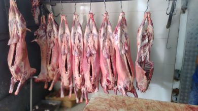 Photo of “زكاة” الناصرة تنفذ مشروع الأضاحي السنوي وتوزع أكثر من 6 أطنان من اللحوم على نحو 850 أسرة متعففة