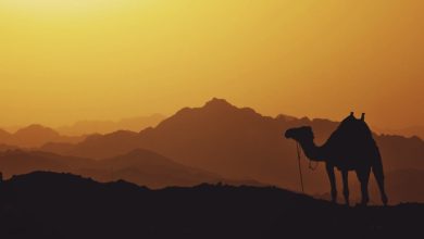 Photo of دعوة للهجرة