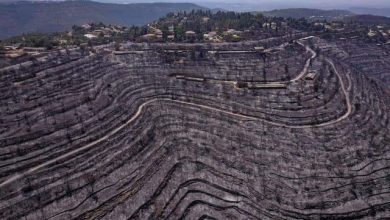 Photo of تهويد البيئة الفلسطينية… “الأرض الجرداء”