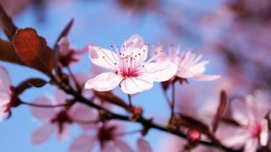 Photo of حالة الطقس: درجات الحرارة أعلى من معدلها لمثل هذا الوقت