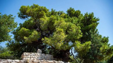 Photo of حالة الطقس: غائم جزئيا