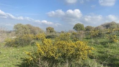 Photo of حالة الطقس: حار أعلى من المعدل لمثل هذا الوقت