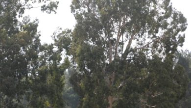 Photo of حالة الطقس: انخفاض طفيف على درجات الحرارة