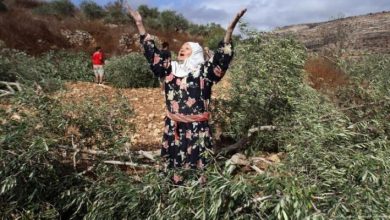 Photo of بالتزامن مع موسم قطف الزيتون.. مستوطنون يقطعون عشرات الأشجار في بورين