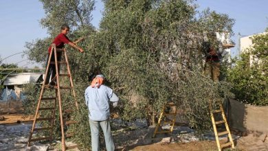 Photo of “بطيرم” تصدر إرشادات لتلافي إصابات الأولاد خلال قطاف الزيتون