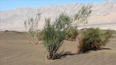 Photo of موريتانيا.. قلق من موجة جفاف هي الأشد منذ السبعينات