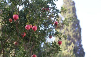 Photo of حالة الطقس: ارتفاع طفيف على درجات الحرارة