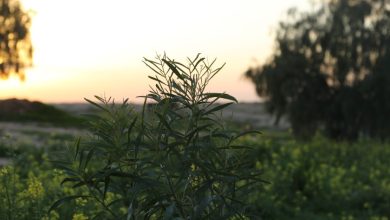 Photo of حالة الطقس: أجواء خريفية وانخفاض ملموس على درجات الحرارة